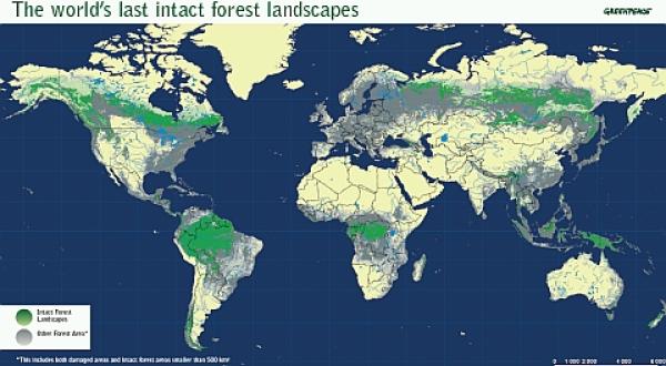 Globale Karte der letzten Waldlandschaften