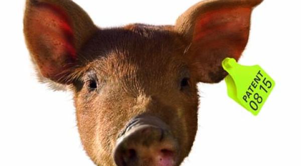 Montage: Husumer Schwein mit Patentclip am Ohr