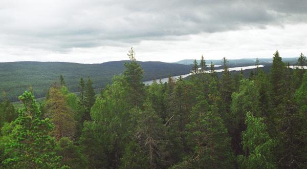 Kalevalski forest