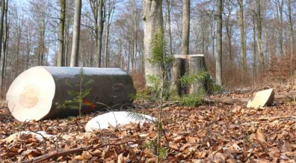 Einschlag im Spessart