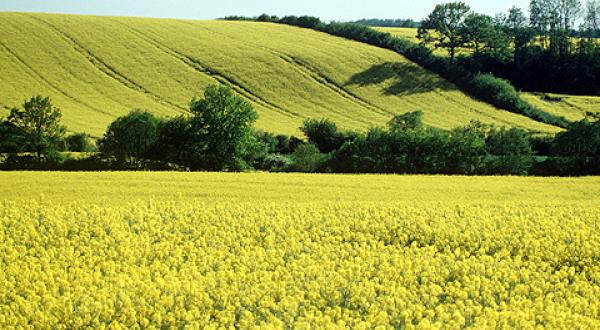Hügellandschaft mit Rapsfeldern - der Raps blüht gelb.