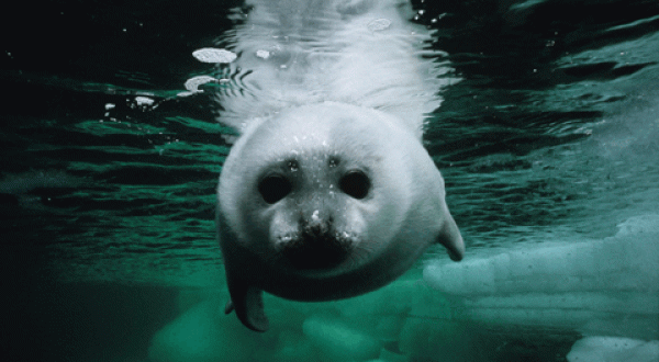 Königreich Arktis: Robbe