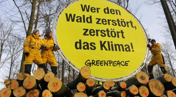 Greenpeace-Aktivisten protestieren im Spessart gegen die Abholzung alter Buchenwälder