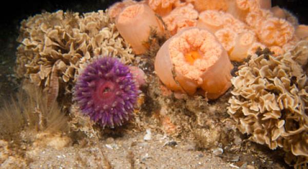 Im Schutz der Steine gedeihen im Sylter Außenriff zahlreiche Arten