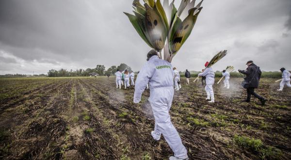 Greenpeace-Aktivisten in weißen Maleranzügen laufen über einen Acker, einer hält in der Hand mehrere Anti-Gen-Mais Plakate 