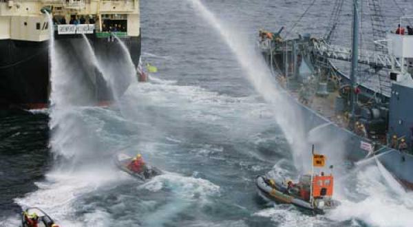 Aktion gegen japanische Walfänger 