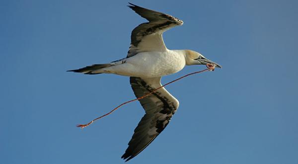 ein Basstölpel mit dem Rest eines Fischernetzes im Schnabel, September 2006