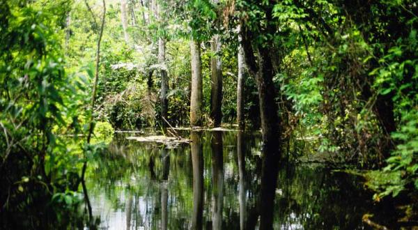 Überschwemmungswald (restinga) im Mamiraua Reservat im Amazonas, Mai 2005
