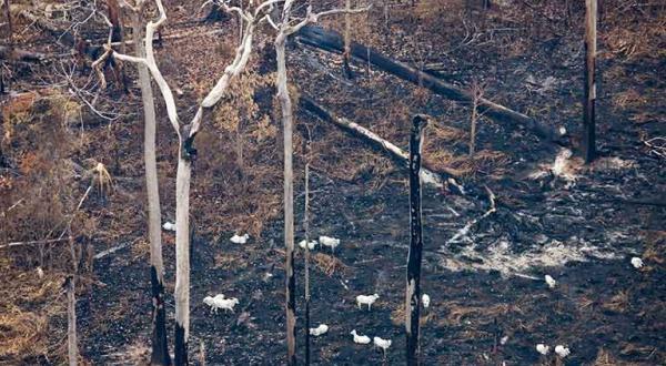 Rinder grasen auf einer kürzlich abgebrannten Fläche im Regenwald in Brasilien, August 2008
