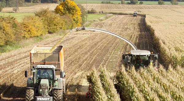 Maisernte in Norddeutschland. Mit Erntemaschinen und Maishäcksler werden die Maispflanzen geschnitten, verarbeitet und auf Lastwagen geladen.