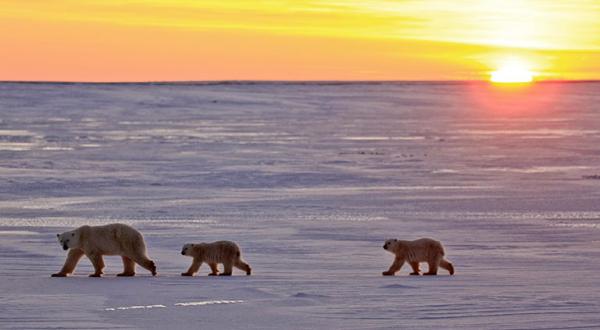 Eisbären in Cape Churchill