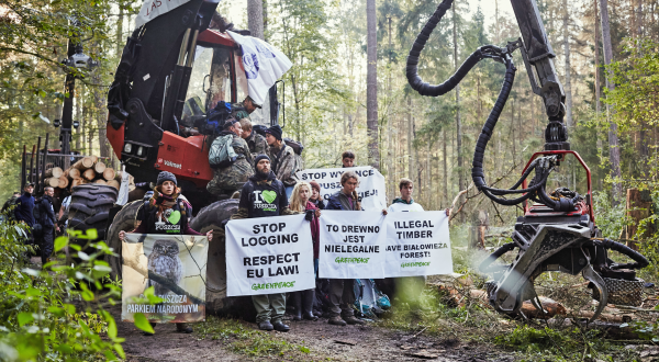 Greenpeace-Aktivisten protestieren im Bialowieza-Urwald in Polen gegen illegale Abholzung.
