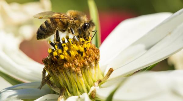 Eine Biene sitzt auf einer Blume