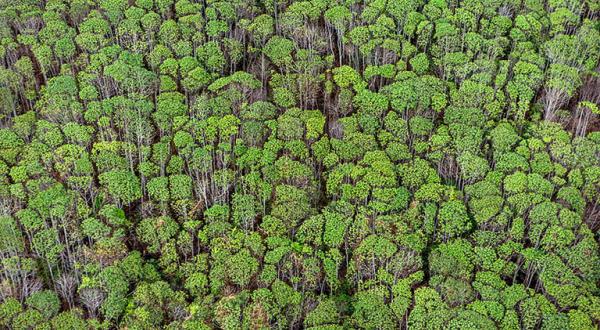 Wald, Kalimantan (Indonesien)