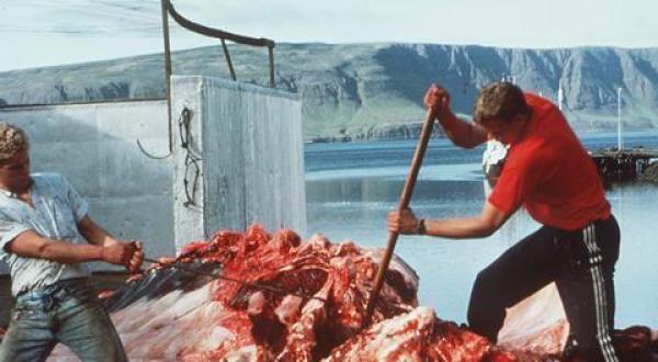 whale meat Iceland