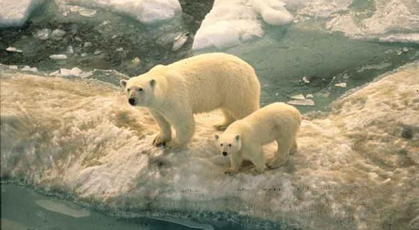 Eisbären auf einer Eisscholle, Juni 1992