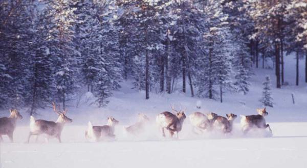 Wilde Rentiere im Schnee am Lake Lentua in Finnland im Januar 1998