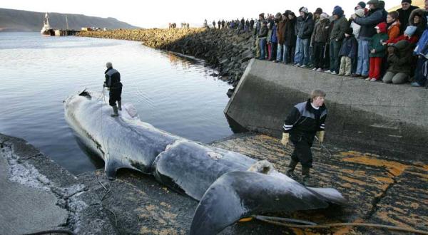 Ein harpunierter Finnwal wird im Hafen von Hvalfjrour an Land gezogen. Oktober 2006