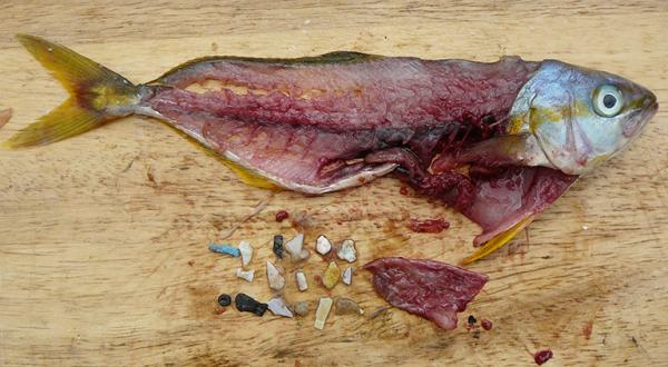 Zerlegter Fisch mit Plastikteilchen