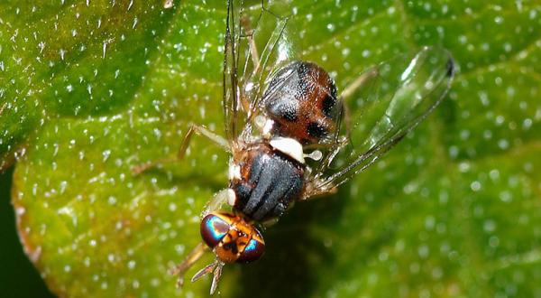 Nahnaufnahme von einer Olivenfliege