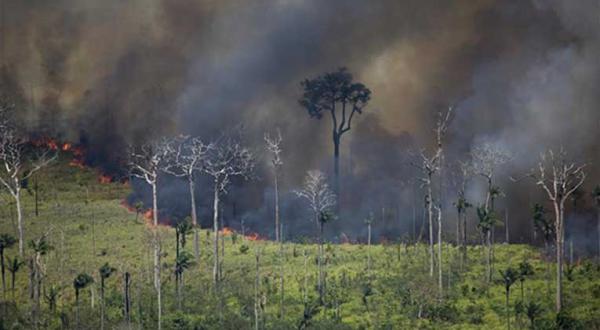 Walbrand im Amazonas