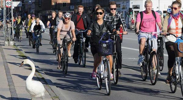  Fahrradfahrer auf einem breiten Radweg in Kopenhagen, im Vordergrund ein Schwan