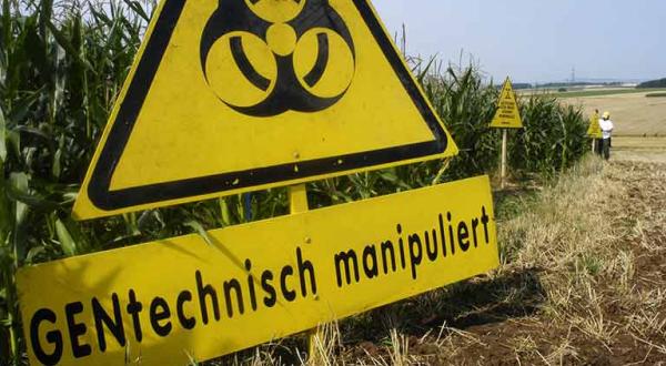 Greenpeace kennzeichnet genmanipulierten Mais der Firma Syngenta auf einem Testacker in Hessen
