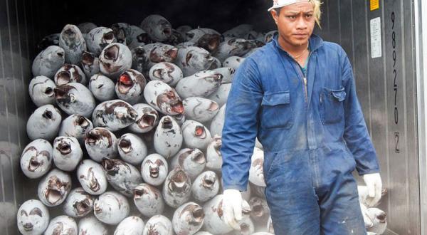 Fischer steht vor einer Kühltruhe, in der gefrorene Thunfische gelagert werden. 