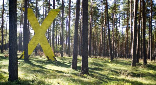 Großes gelbes X im Wald