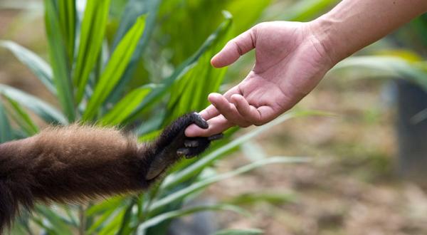 Affenhand und Menschenhand