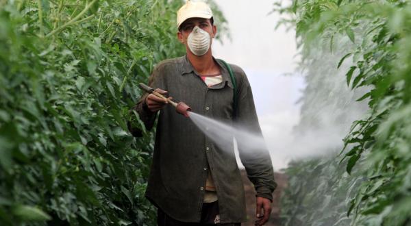 Arbeiter sprühen Pestizide nur mit Mundschutz aus Papier