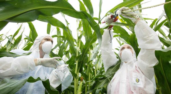 Greenpeace-Aktivisten nehmen Proben von einem Feld mit Gen-Mais