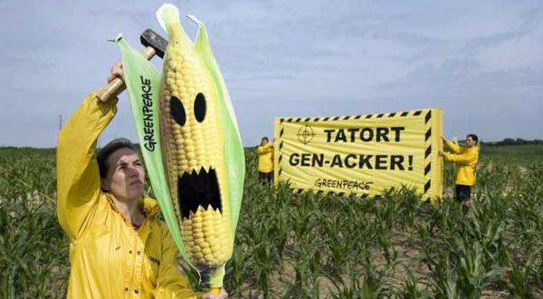 15 Greenpeace-Aktivisten haben einen illegalen Gen-Mais-Acker in Brandenburg markiert und Strafanzeige gegen den Landwirt Joerg Piprek gestellt.
