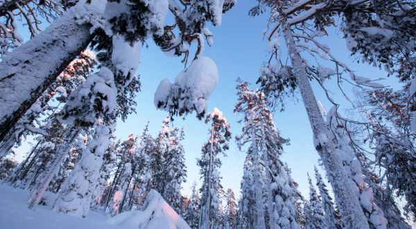 Finnischer Wald im Winter