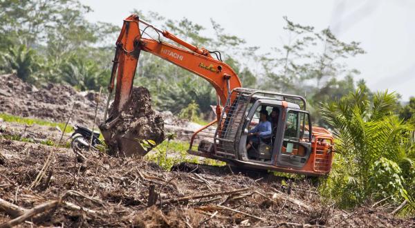 Bagger rodet Regenwald in Kalimantan, Indonesien