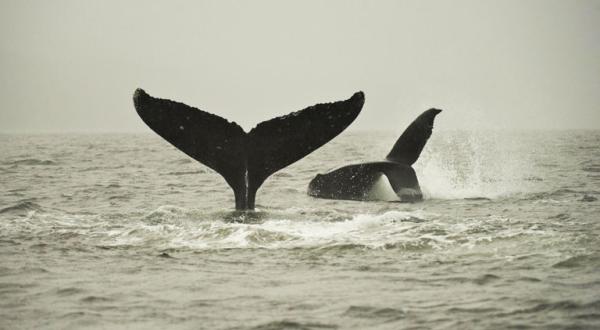 Viele Walarten sind vom aussterben bedroht