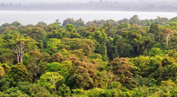Regenwald in Sumatra, Indonesien