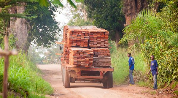 Abtransport illegal geschlagenen Holzes