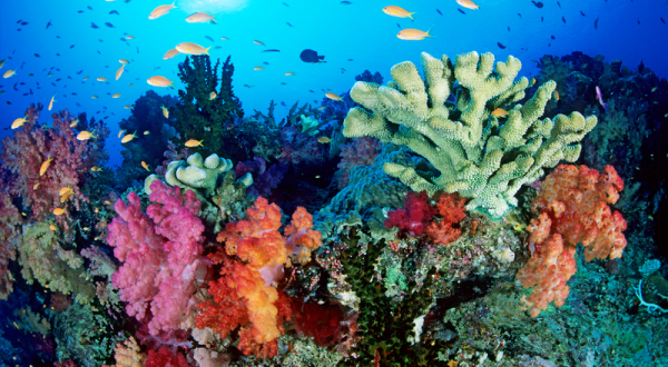 Korallen im Great Barrier Reef vor Australien