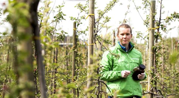 Christiane Huxdorff, Greenpeace-Expertin für Landwirtschaft bei der Entnahme von Bodenproben auf einer deutschen Apfelplantage.  