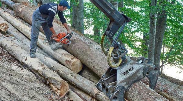 Ein Mann mit einer Motorsäge zersägt abgeholzte Baumstämme, die in einem Wald am Boden liegen. Rechts neben ihm greift ein Baggerarm nach einem der Stämme.