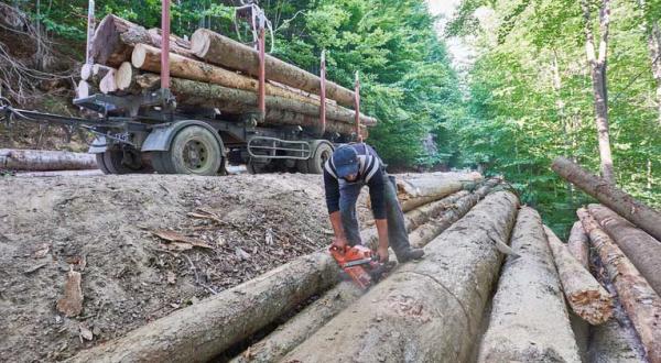 Baumstämme liegen auf dem Boden in einem Wald, ein Mann sägt mit einer Motorsäge an den Stämmen; hinter ihm steht ein LKW, der acht Baumstämme geladen hat.