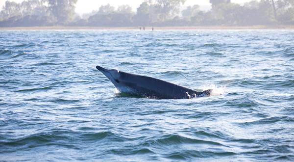 Schnabelwal in der Wohlenberger Wiek