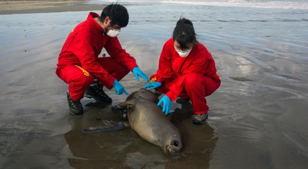 Am Strand von Chiloé sind tausende Meerestiere verendet. Eines von ihnen ist ein Seehund.
