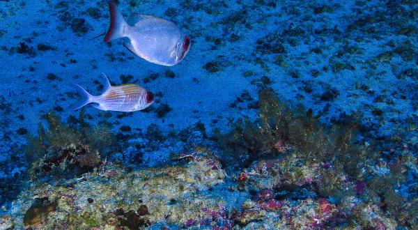 Unterwasserbild: Amazonas-Riff mit Korallen und Fischen