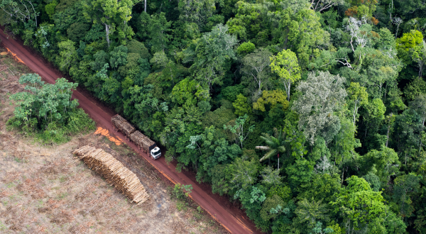 Ein LKW transportiert frisch geschlagenes Holz auf einer Straße, rechts gesäumt von Regenwald, links von kahlgeschlagener Landschaft