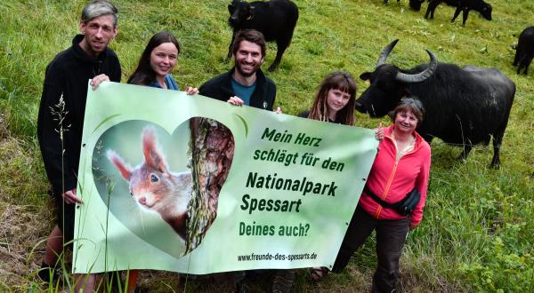 Wasserbüffel bei Greenpeace-Infostand zum Nationalpark im Spessart.