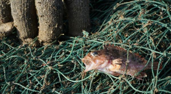 Junger Marmorfelsenfisch in einem Fischernetz in Shidao, Ostküste China.