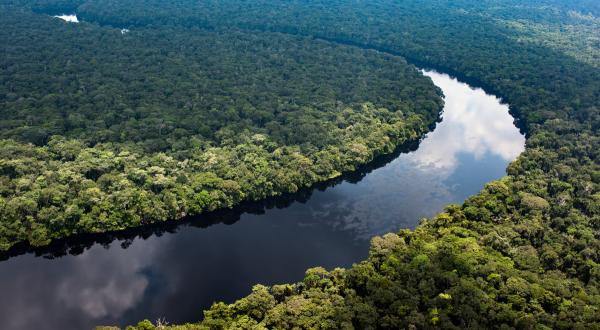 Regenwald am Monboyo Fluss, Kongo