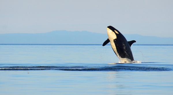 Orca im Sprung